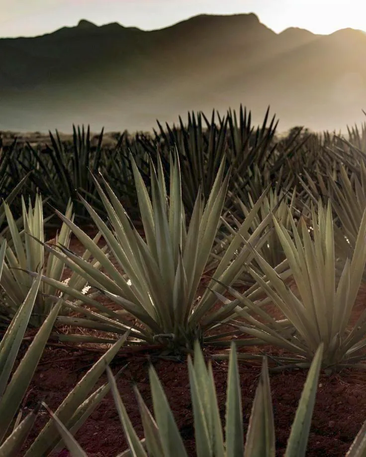 Agave